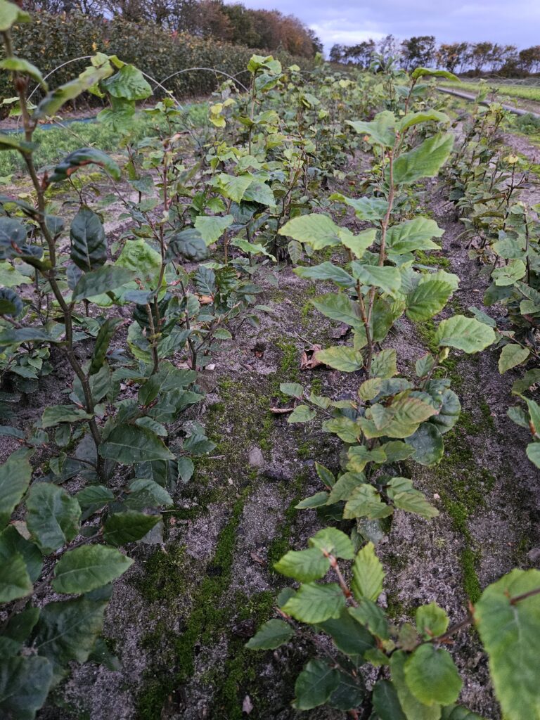 🌿 Bøg – Fagus sylvatica 30-50cm