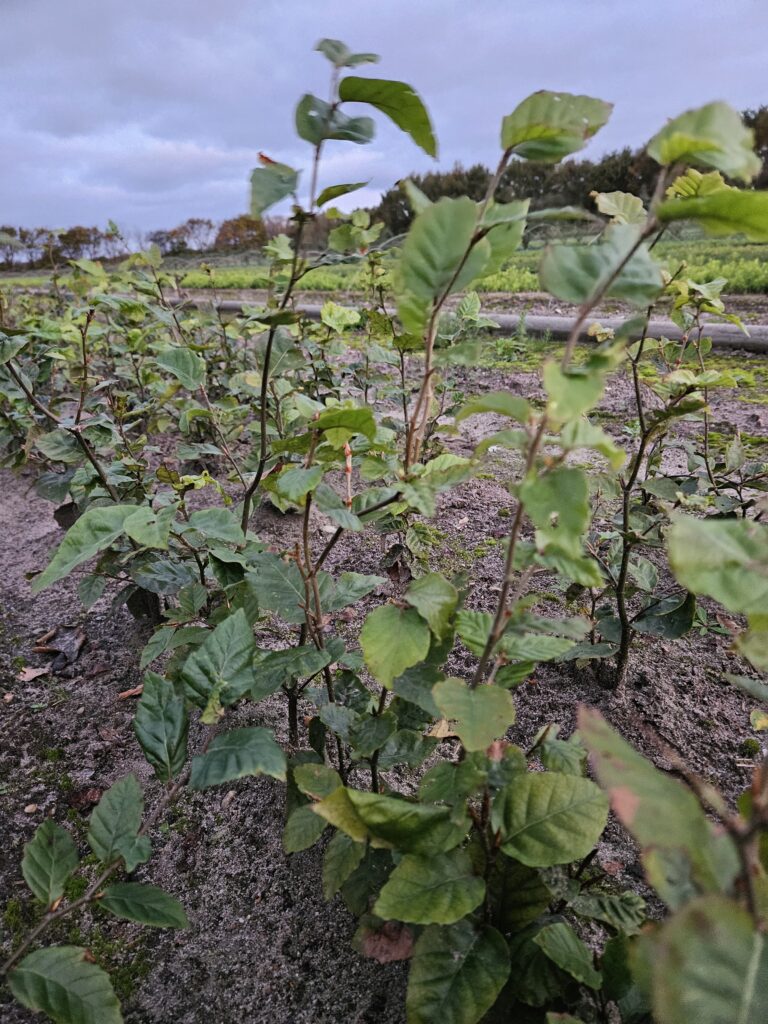 🌿 Bøg – Fagus sylvatica 30-50cm
