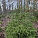 🌲 Rødgran 30-50 cm