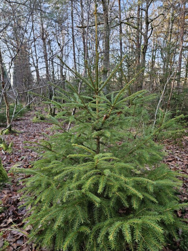 🌲 Rødgran 30-50 cm