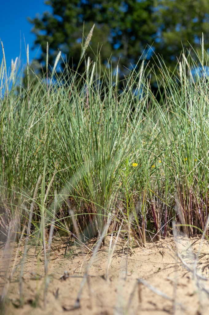 🌾Sand Hjælme