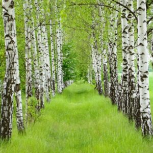 🌳 Vortebirk 30-60 cm Betula pendula