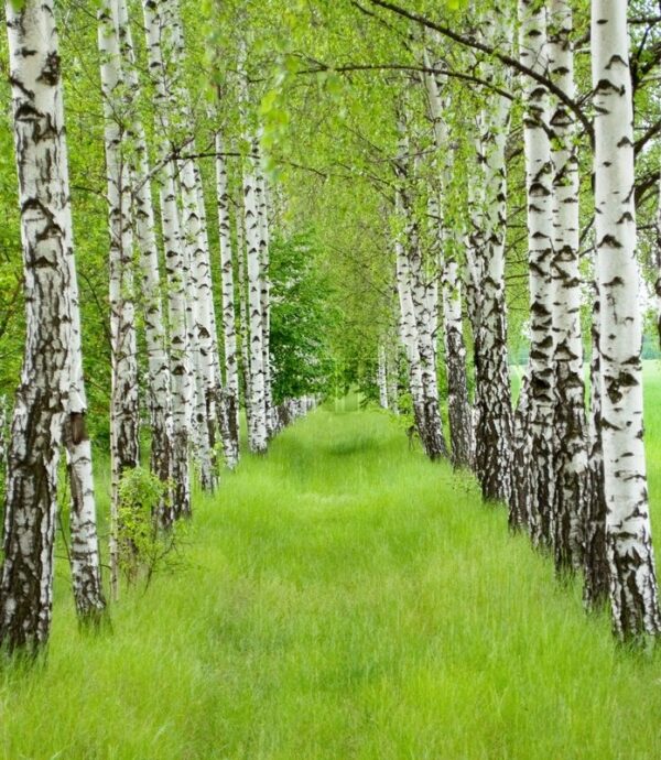 🌳 Vortebirk 30-60 cm Betula pendula