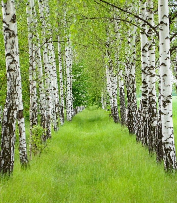 🌳 Vortebirk 30-60 cm Betula pendula