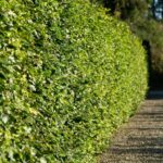 🌿 Bøg – Fagus sylvatica 30-50cm