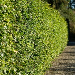 🌿 Bøg – Fagus sylvatica 30-50cm