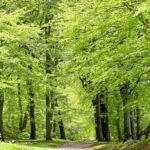 🌳 Bøg Fagus sylvatica 50-80cm