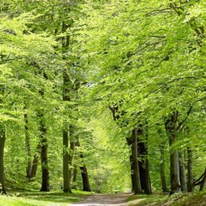 🌳 Bøg Fagus sylvatica 50-80cm