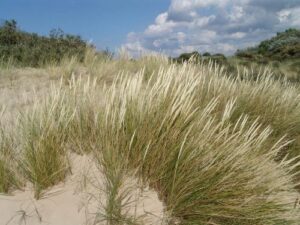 Sand Hjælme