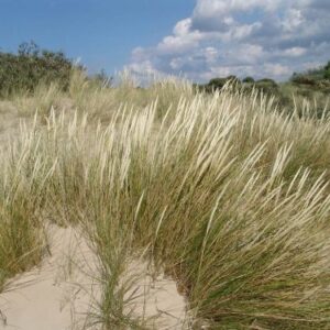 🌾Sand Hjælme
