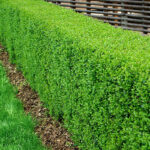 🌿 Liguster 'Liga' – Ligustrum vulgare 30-50cm