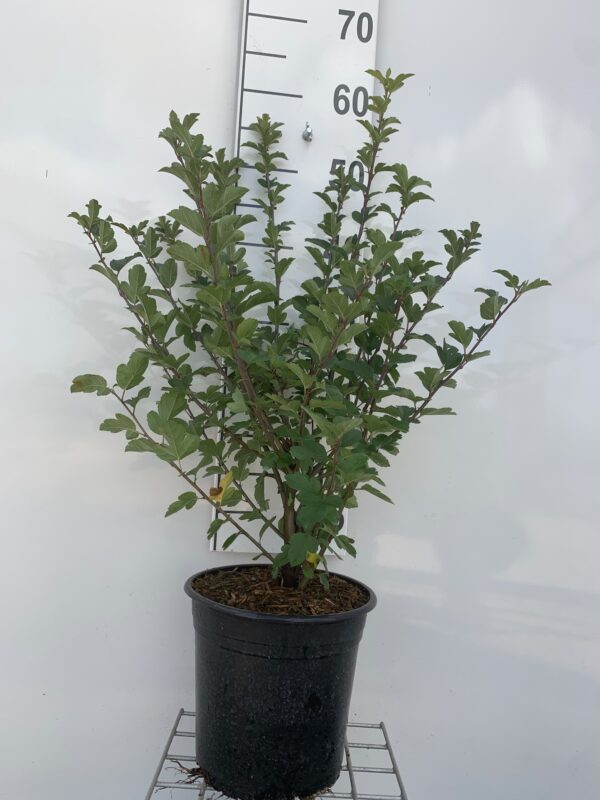 MALUS SARGENTII - SARGENT ÆBLE