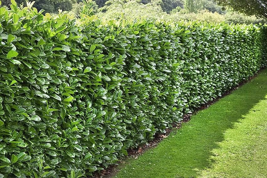 🌿 Laurbærkirsebær 'Caucasica' 65-85 cm