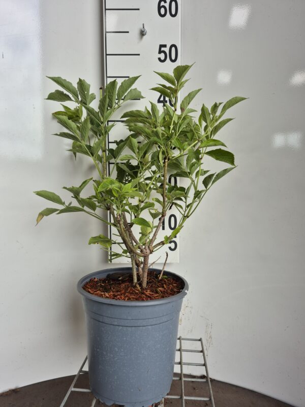 SAMBUCUS ’NIGRA’ - ALM. HYLD
