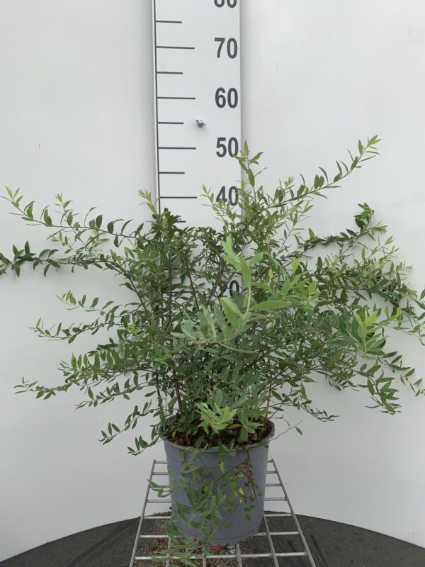 SPIRAEA CIN. 'GREFSHEIM' - SNEDRIVEBUSK
