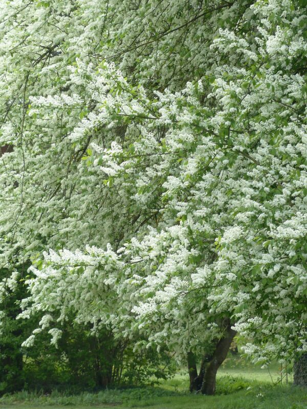 Fuglekirsebær (Prunus Avium)