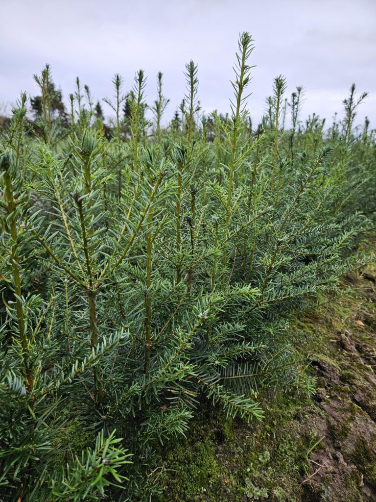 🌲 Kæmpegran 30-50 cm Abies grandis