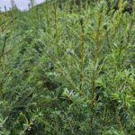 🌲 Kæmpegran 30-50 cm Abies grandis
