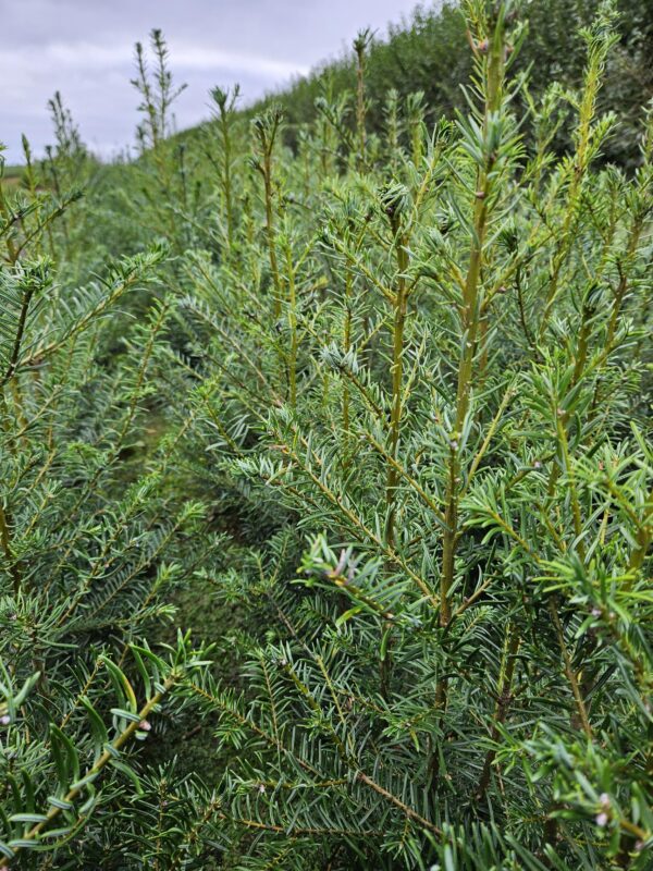 Abies Grandis (kæmpegran)