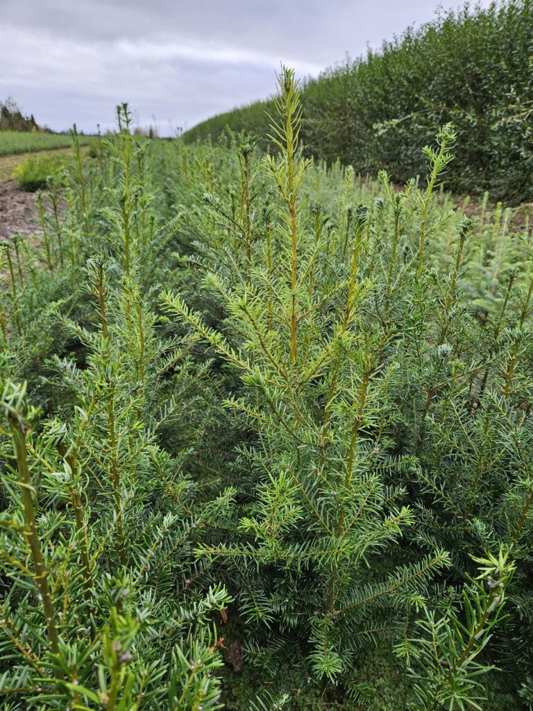 🌲 Kæmpegran 30-50 cm Abies grandis