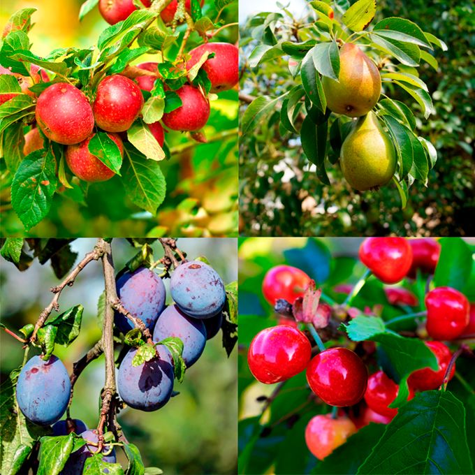 Frugttræer mix 10 stk.