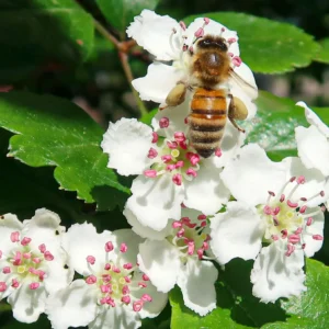 🦋 Biodiversitetspakken – 300 planter