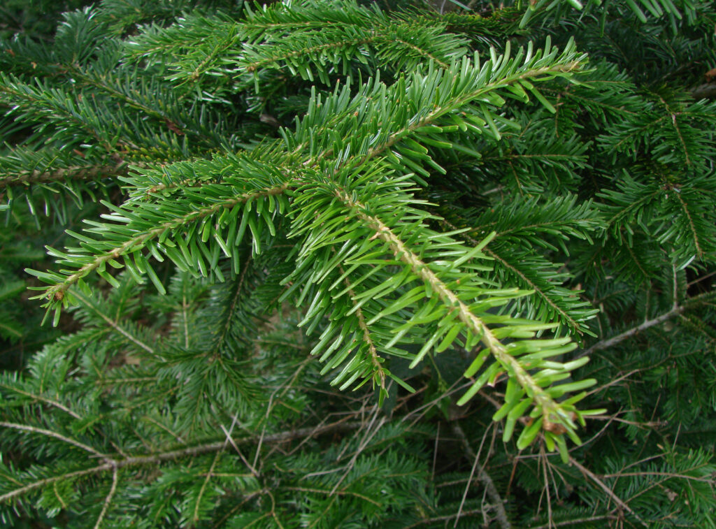 🌲 Almindelig Ædelgran 25-30 cm
