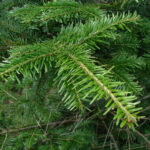 🌲 Almindelig Ædelgran 25-30 cm