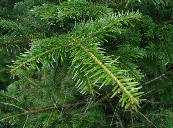 🌲 Almindelig Ædelgran 25-30 cm