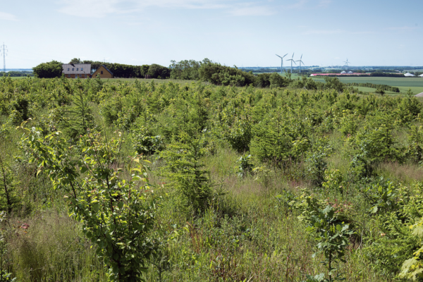 🌳 Skovrejsningspakken