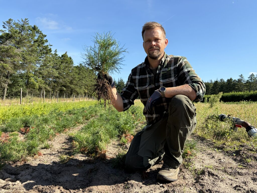 🌲 Bjergfyr 10-25 cm