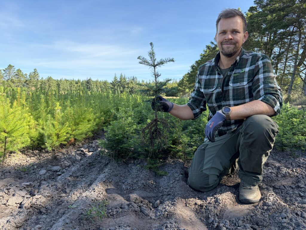 🌲 Kæmpegran 30-50 cm Abies grandis