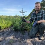 🌲 Kæmpegran 30-50 cm Abies grandis