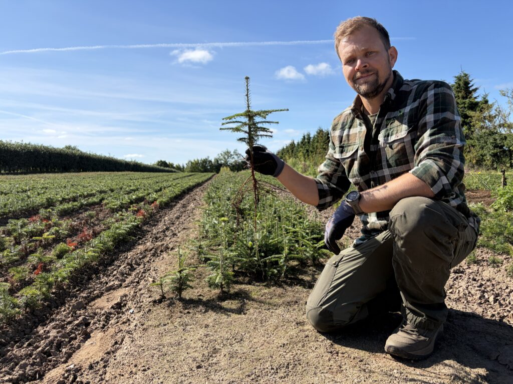 🌲 Almindelig Ædelgran 25-30 cm