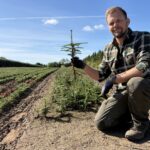🌲 Almindelig Ædelgran 25-30 cm