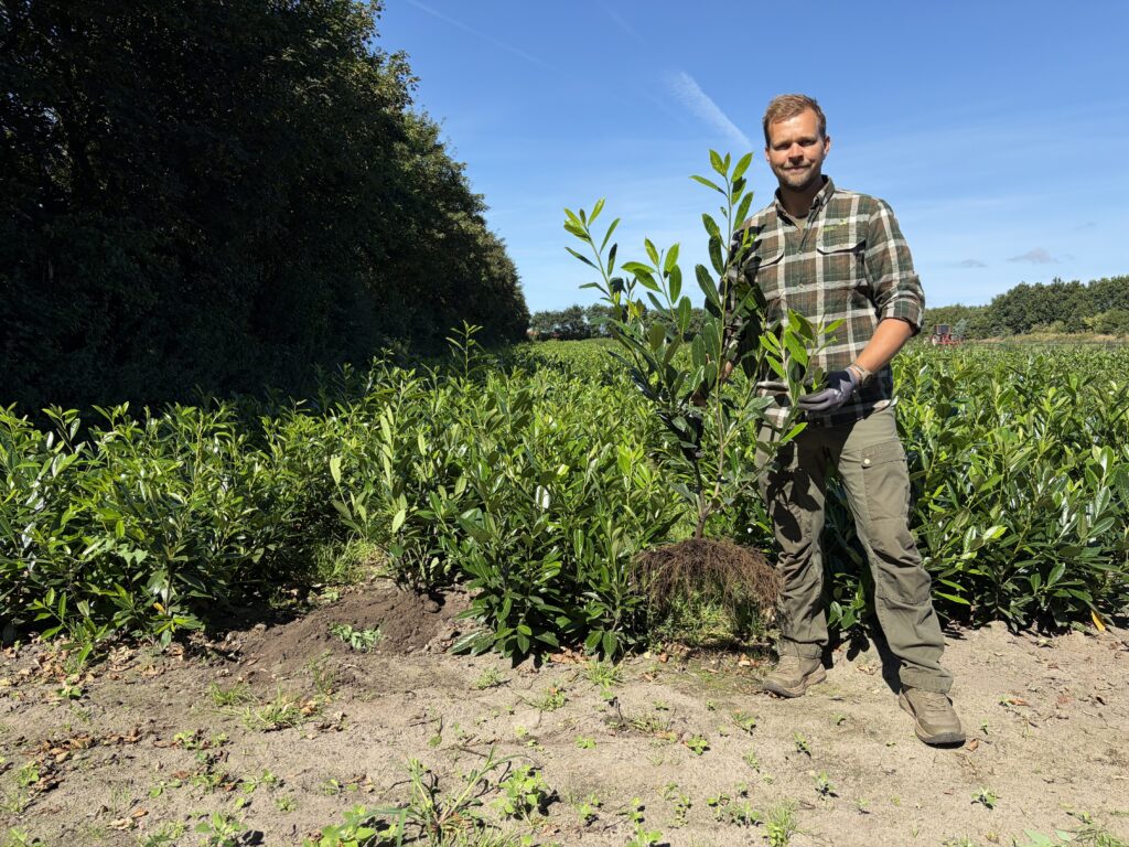 🌿 Laurbærkirsebær 'Caucasica' 80-120+ cm