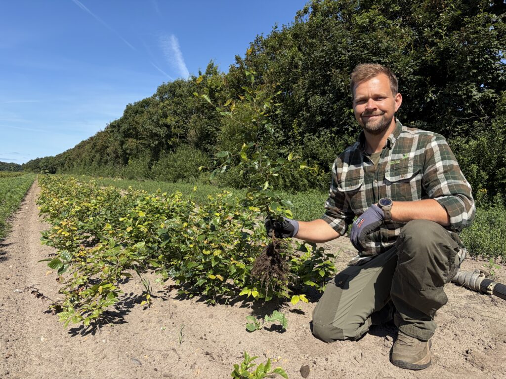 🌳 Bøg Fagus sylvatica 50-80cm