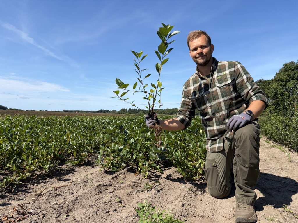 🌿 Surbær / Aronia 40-60cm