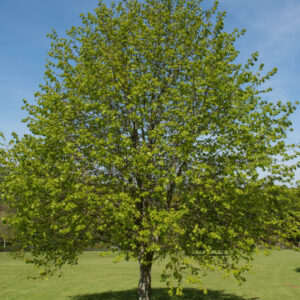 🌳 Småbladet Lind 30-50 cm