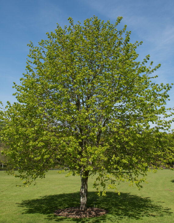 🌳 Småbladet Lind 30-50 cm