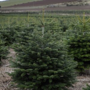 🎄 Juletræs- & Pyntegrøntpakken – 300 planter