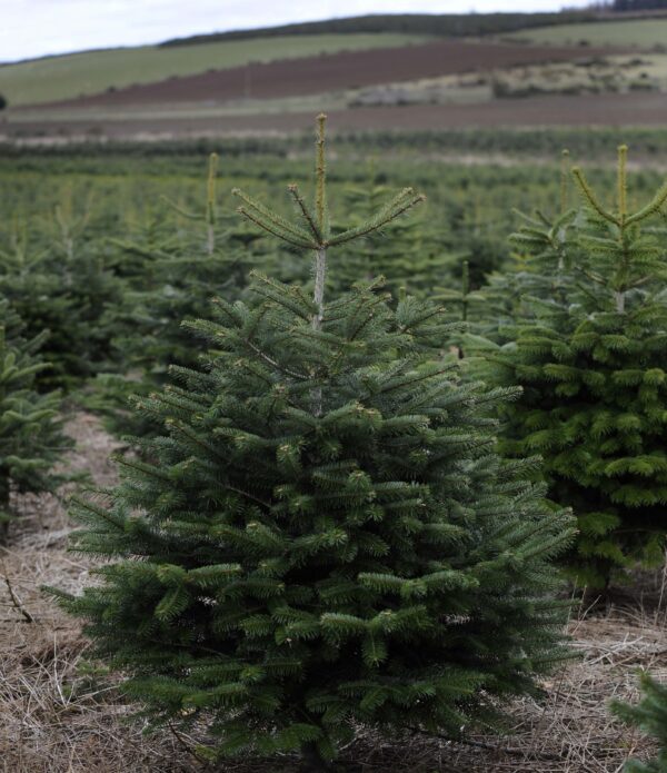 🎄 Juletræs- & Pyntegrøntpakken – 300 planter