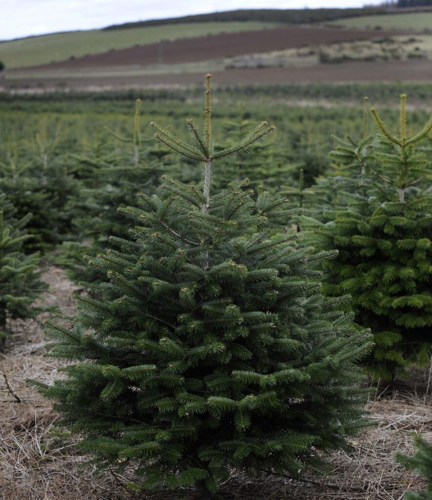 🎄 Juletræs- & Pyntegrøntpakken – 300 planter