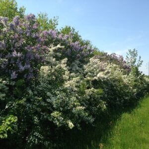 🌸 Blomsterpakken – 300 planter