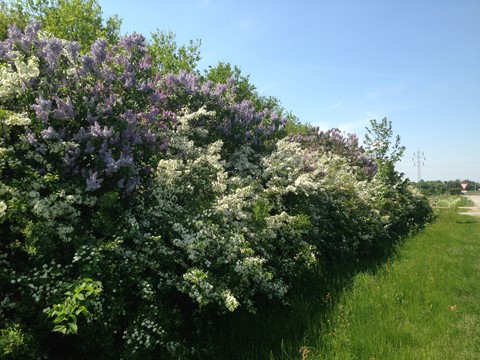 🌸 Blomsterpakken – 300 planter