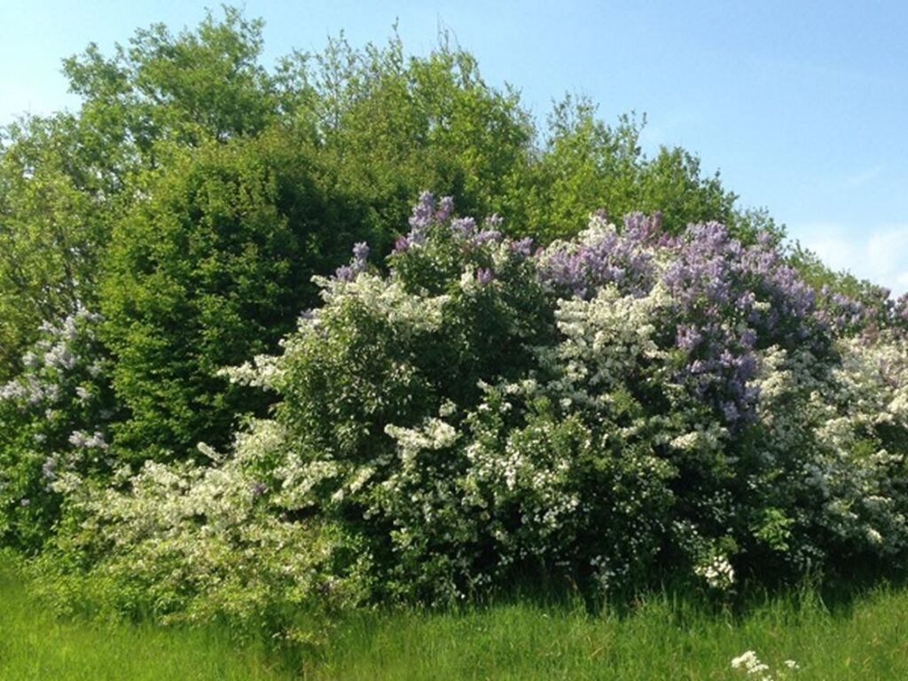 🏡 Sommerhuspakken – 300 planter