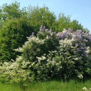 🏡 Sommerhuspakken – 300 planter