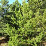 🌲 Contortafyr 30-50 cm