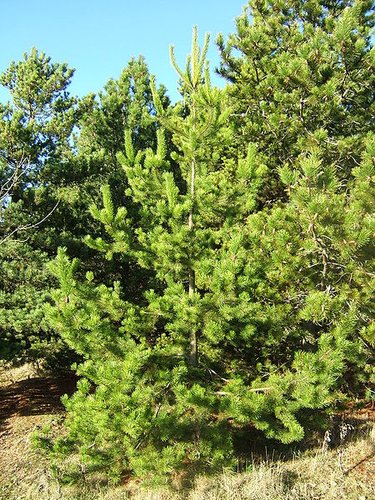 🌲 Contortafyr 30-50 cm