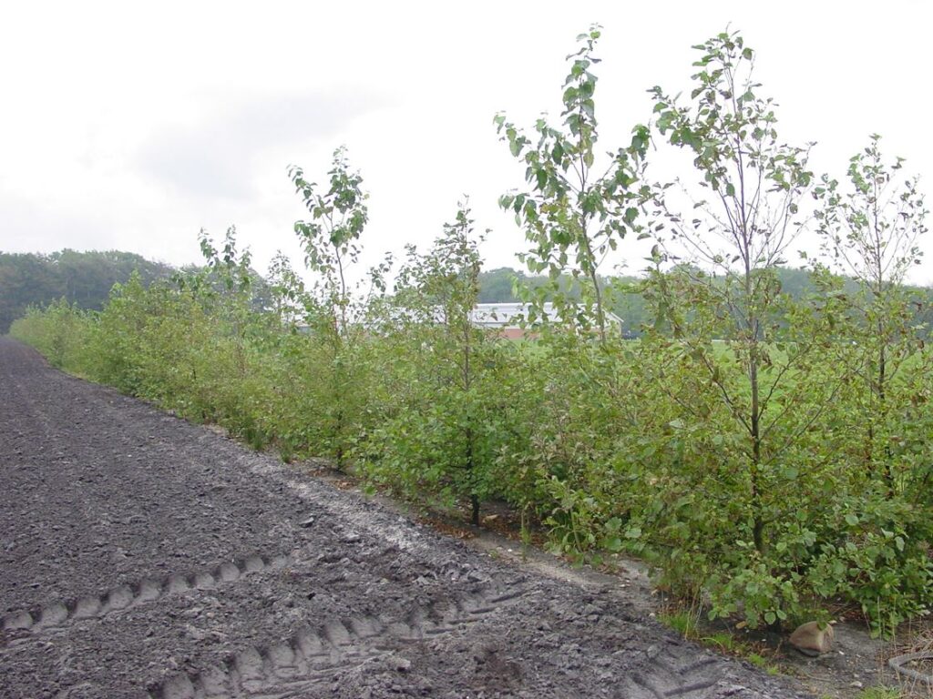 🌬️ Læbæltepakken – 300 planter